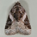 9053 Pink-barred Pseudeustrotia (Pseudeustrotia carneola)
