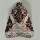 9053 Pink-barred Pseudeustrotia (Pseudeustrotia carneola)
