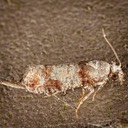 2869 Subtropical Pine Tip Moth (Rhyacionia subtropica)