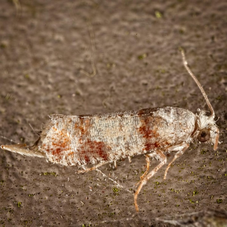 2869 Subtropical Pine Tip Moth (Rhyacionia subtropica)