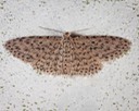 8433 Stippled Sigela Moth (Sigela penumbrata)