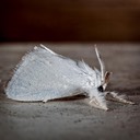 4673 Packard's White Flannel Moth (Alarodia slossoniae)