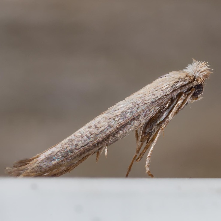 0466 Morning-glory Leafminer (Bedellia somnulentella)