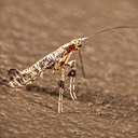 Caloptilia sp.