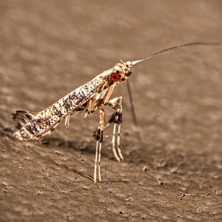 Caloptilia sp.