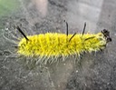 9200 American Dagger Moth (Acronicta americana)