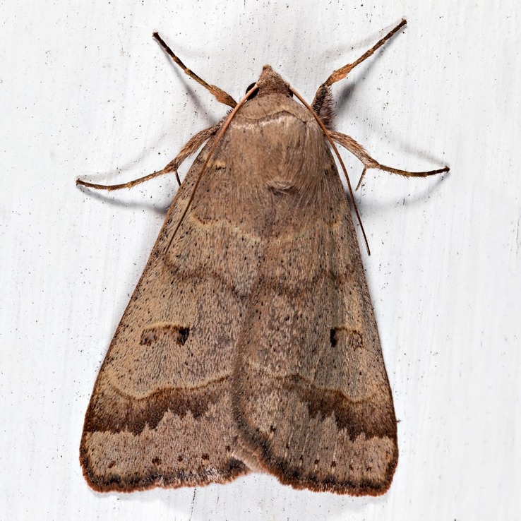 8591 Common Oak Moth (Phoberia atomaris)