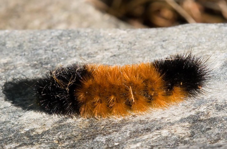 8129 Isabella tiger Moth (Pyrrharctia isabella)