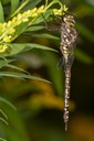  MG 8689-Edit