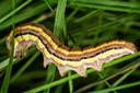 10304 Striped Garden Caterpillar (Trichordestra legitima) 