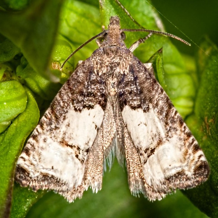 3190 (Epiblema desertana)