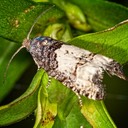 3190 (Epiblema desertana)
