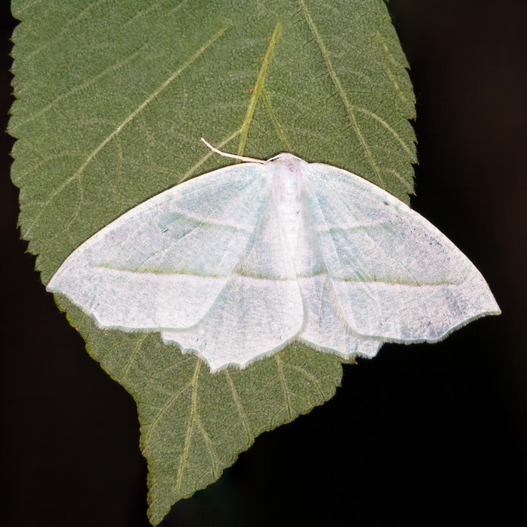 6796 Pale Beauty (Campaea perlata)