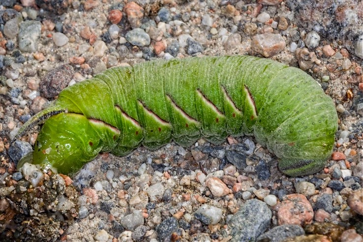 7810 Apple Sphinx (Sphinx gordius)?