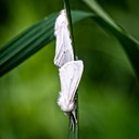 8137 Virginian Tiger Moth (Spilosoma virginica)