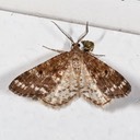 6638 Powder Moth (Eufidonia notataria)