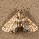 4769 Dimorphic Leafcutter Moth (Neargyractis slossonalis)