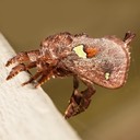 4697 Oak Slug Moth (Euclea sp.)