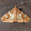 5198 Mulberry Leaftier Moth (Glyphodes sibillalis)