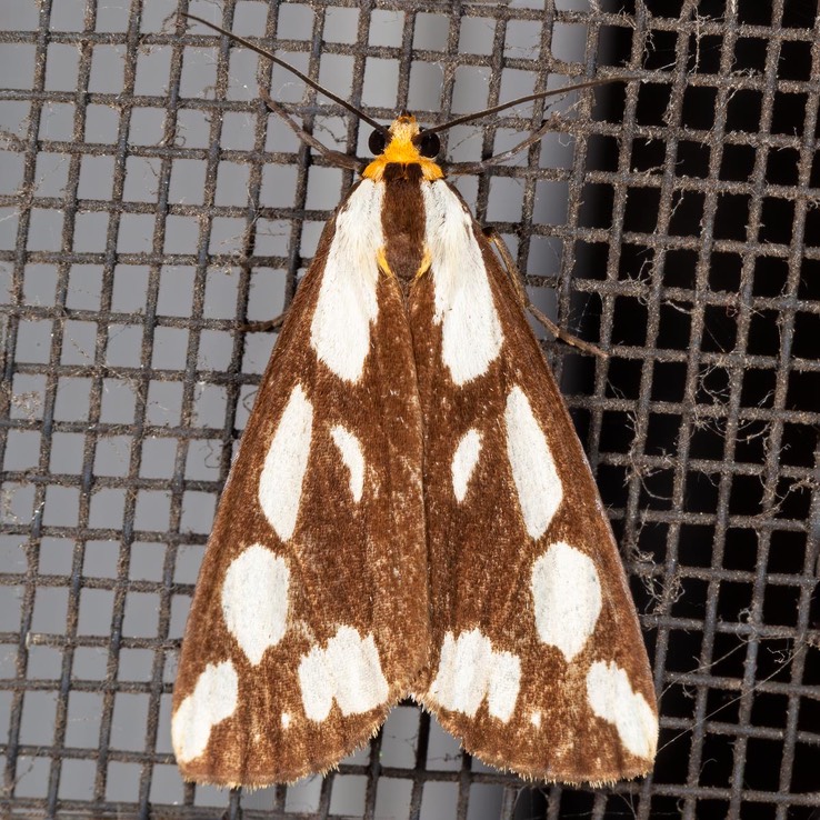8112 Confused Haploa Moth  Haploa confusa 