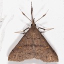 8386 Speckled Renia Moth (Renia adspergillus)