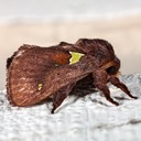 4697 Oak Slug Moth (Euclea sp.)