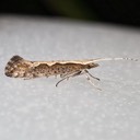 2366 Diamondback Moth (Plutella xylostella)