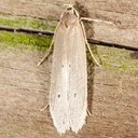 1422 Palm Leaf Skeletonizer (Homaledra sabalella) 