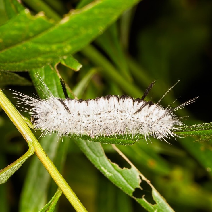 8211 Hickory Tussock (Lophocampa caryae)