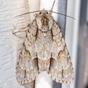 9236 – Acronicta morula – Ochre Dagger Moth