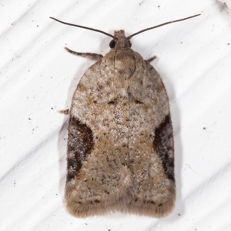 3525 Forbes' Acleris - Acleris forbesana