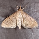 5274 (Herpetogramma phaeopteralis)