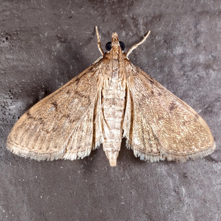 5274 (Herpetogramma phaeopteralis)
