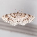 7422 unadorned carpet - Hydrelia inornata