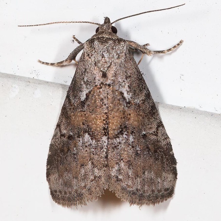 9038 White-lined Graylet - Hyperstrotia nana