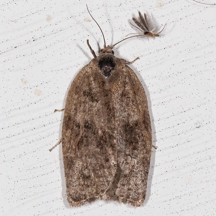 3637 Large Aspen Tortrix (Choristoneura conflictana)