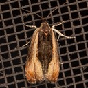 2800 Variable Nigranum Olethreutes nigranum 