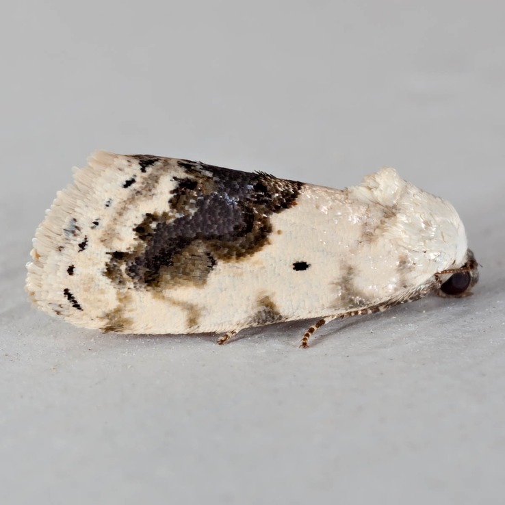 Ponometia erastrioides - Small Bird Dropping Moth - Hodges#9095
