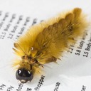 8203 Banded Tussock Moth (Halysidota tessellaris)