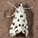 4794 Spotted Peppergrass Moth (Eustixia pupula)