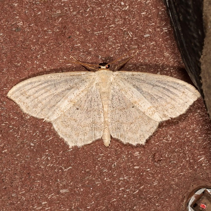 7164 Simple Wave Moth (Scopula junctaria)