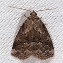 9035 White-lined Graylet (Hyperstrotia nana)