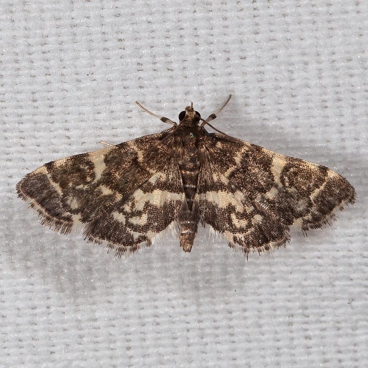 5177 Checkered Apogeshna - Apogeshna stenialis