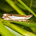 5342 Forked Grass-veneer (Crambus bidens)