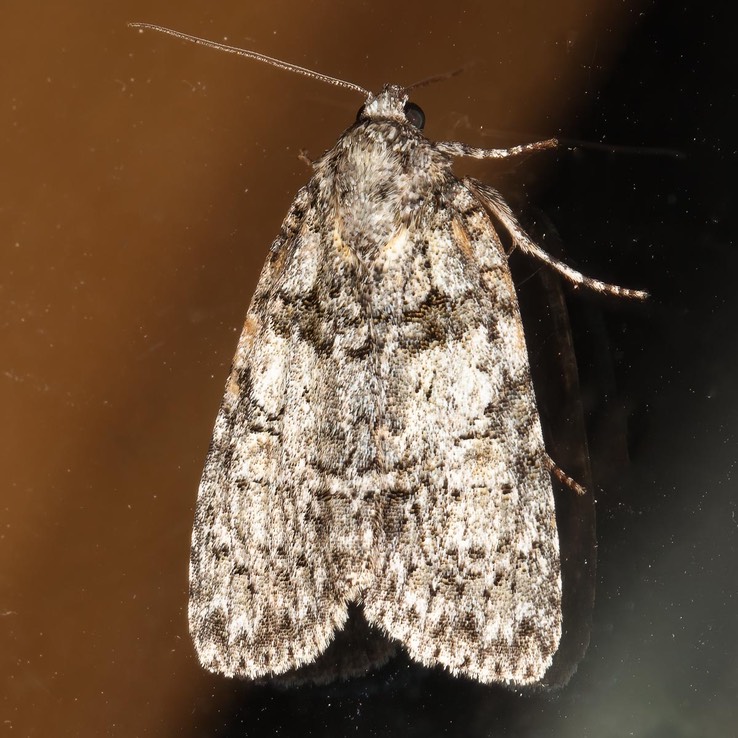  9249 Raspberry Bud Dagger (Acronicta increta)