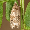 2821 Serviceberry Leafroller (Olethreutes appendiceum)