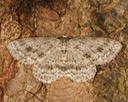 6597 Small Engrailed Moth (Ectropis crepuscularia)