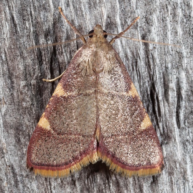 5533 Yellow-fringed Dolichomia (Dolichomia olinalis)