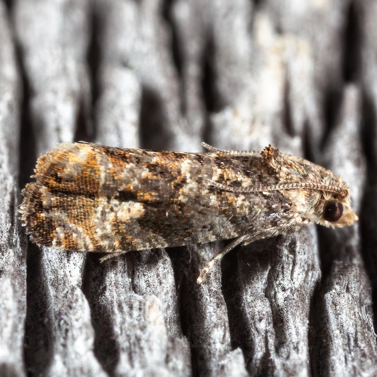 2720 Paralobesia palliolana