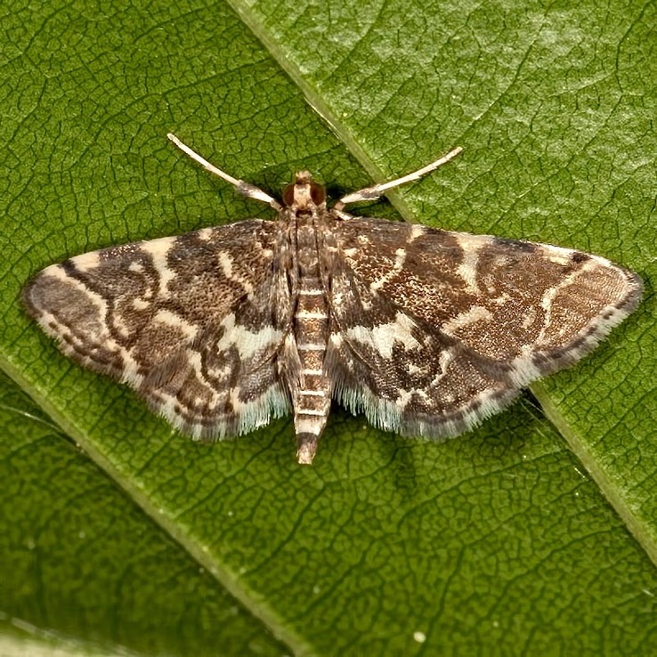 5176 Yellow-spotted Webworm Moth (Anageshna primordialis)